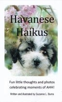 Havanese Haikus
