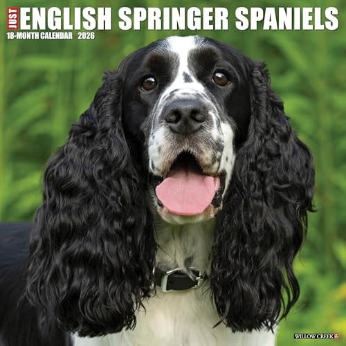 English Springer Spaniels 2026 12 X 12 Wall Calendar