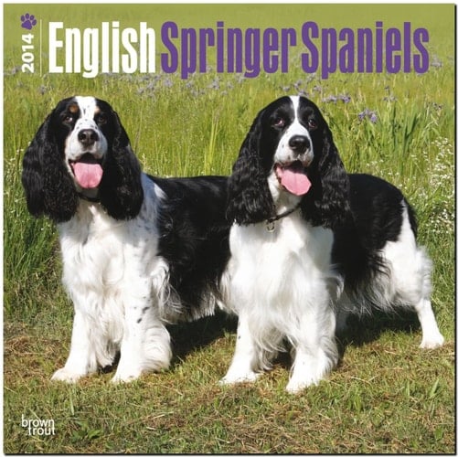 English Springer Spaniels 2014 Calendar
