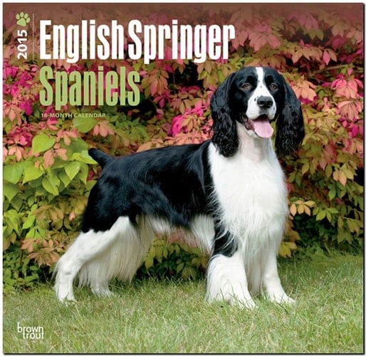 English Springer Spaniels 2015 Calendar