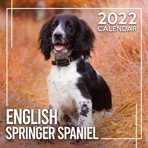 English Springer Spaniel 2022 Calendar