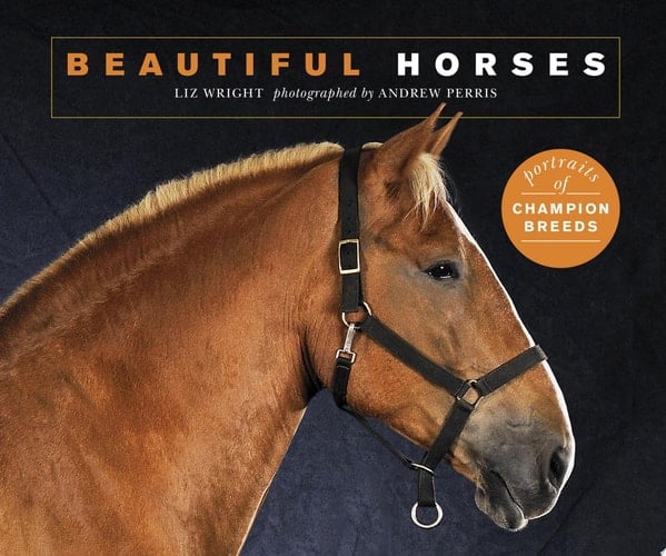 Beautiful Horses Portraits of champion breeds