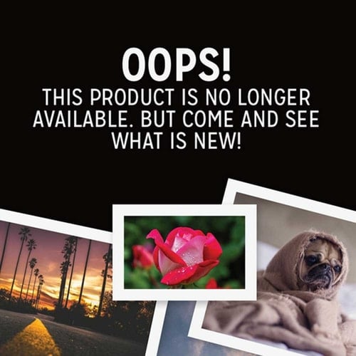 English Springer Spaniels 2016 Calendar