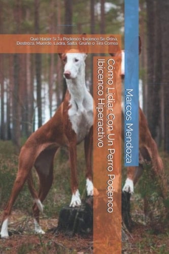 Cómo Lidiar Con Un Perro Podenco Ibicenco Hiperactivo Qué Hacer Si Tu Podenco Ibicenco Se Orina, Destroza, Muerde, Ladra, Salta, Gruñe o Tira Correa