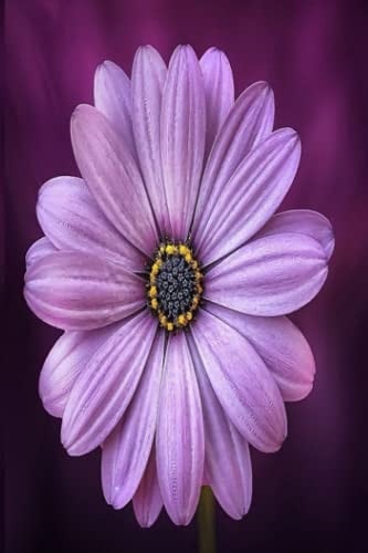 flower notebook: notebook