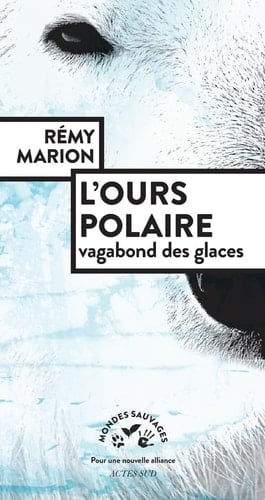 L'ours polaire Vagabond des glaces