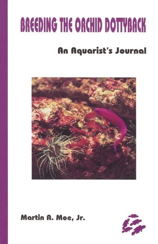 Breeding the Orchid Dottyback, Pseudochromis Fridmani An Aquarist's Journal