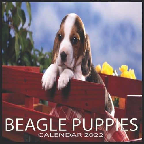 BEGLE PUPPIES CALENDAR 2022: BEGLE PUPPIES CALENDAR 2022 "8.5x8.5" Inch 12 Months 2022
