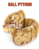 Ball Python Beautiful Pictures & Interesting Facts Children Book About Ball Python