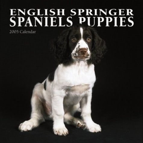English Springer Spaniels Puppies 2005 Calendar