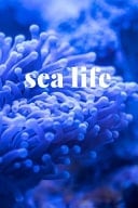 Sea Life My Life Sea