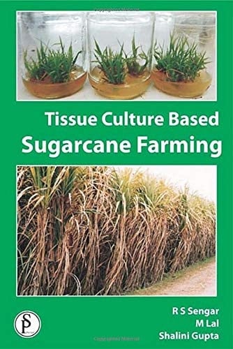 Tissue Culture Based Sugarcane Farming
