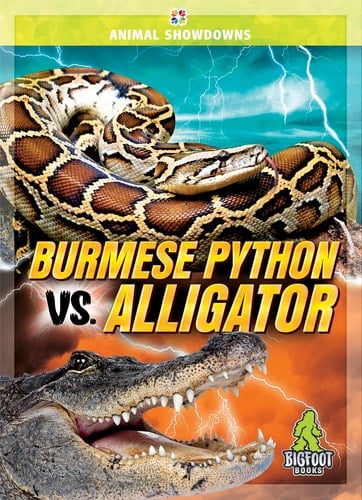 Burmese Python Vs. Alligator