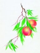 Peach-Hued A Collection of Haiku and Short Poems