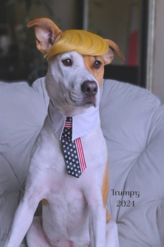 Trumpy 2024