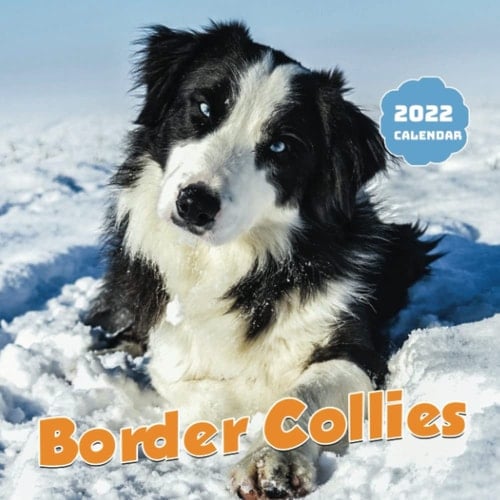 Border Collies Calendar 2022 Monthly Decora: January 2022 - December 2022 OFFICIAL Squared Monthly Calendar, 12 Months | BONUS 4 Months 2022