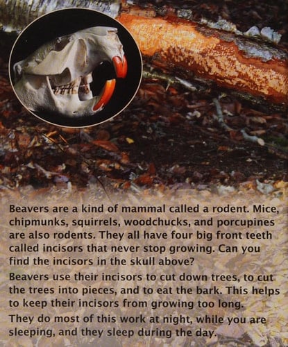 Beavers' Busy Year, The
