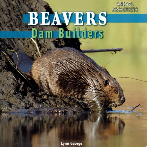 Beavers Dam Builders