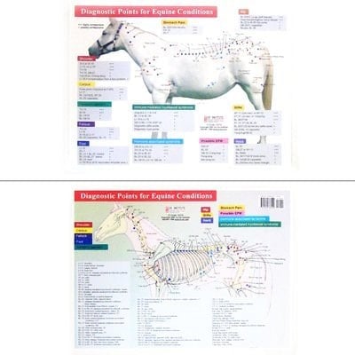 Diagnostic Points for Equine Conditions Chart