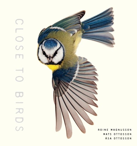 Close to Birds An Intimate Look at Our Feathered Friends