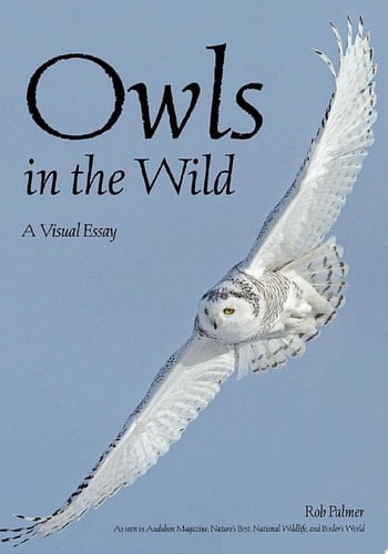 Owls In The Wild