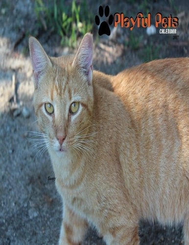 Playful Pets Calendar-2017