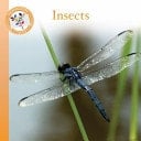 Insects Nonfiction Orange Set