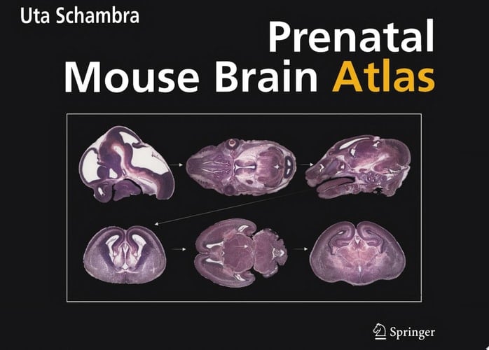 Prenatal Mouse Brain Atlas