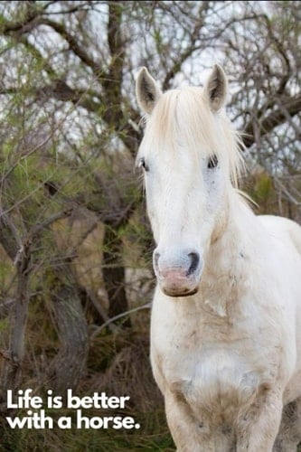 Notizbuch Life is better with a horse: Pferde Notizbuch - Tolles liniertes Pferde Notizbuch - 120 linierte Seiten um Fütterszeiten, Ideen und Gedanken ... Reiterinnen und Reiter (German Edition)