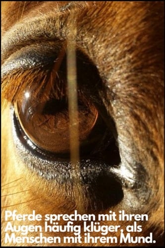 Notizbuch: Pferde sprechen mit ihren Augen häufig klüger, als Menschen mit ihrem Mund: Pferde Notizbuch - Tolles liniertes Pferde Notizbuch - 120 ... DINA5, softcover | Geschenk (German Edition)