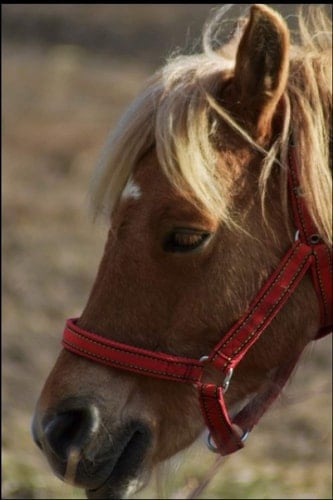 Notizbuch: Pferde Notizbuch - Tolles liniertes Pferde Notizbuch - 120 linierte Seiten um Fütterszeiten, Ideen und Gedanken festzuhalten | ca. DINA5, ... Reiterinnen und Reiter (German Edition)