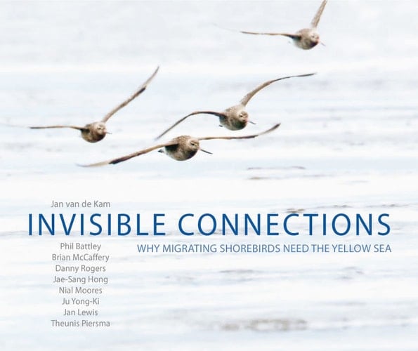 Invisible Connections Why Migrating Shorebirds Need the Yellow Sea