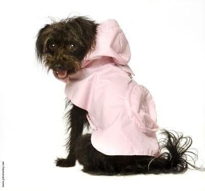 Cengage Learning eBook, 1 term (6 months) Printed Access Card for Siegel’s Essentials of Criminal Justice, 7th