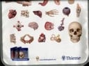 Thieme Atlas of Anatomy Latin Nomenclature : General Anatomy and Musculoskeletal System