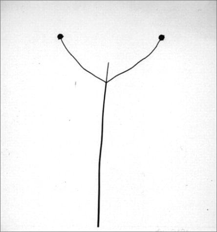 Elemental Landscapes: Photographs By Harry Callahan