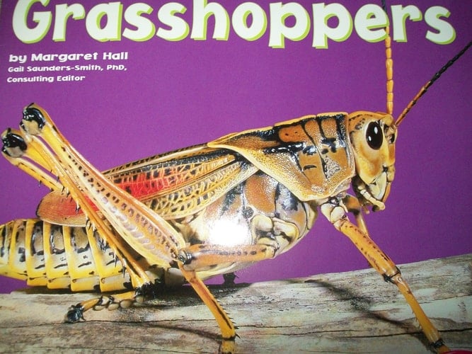 Grasshoppers [Scholastic]