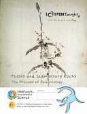 Fossils and Sedimentary Rocks The Princess of Paleontology