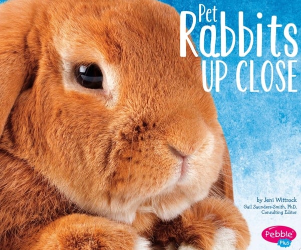 Pet Rabbits Up Close