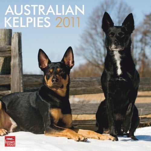 Australian Kelpies 2011 Calendar