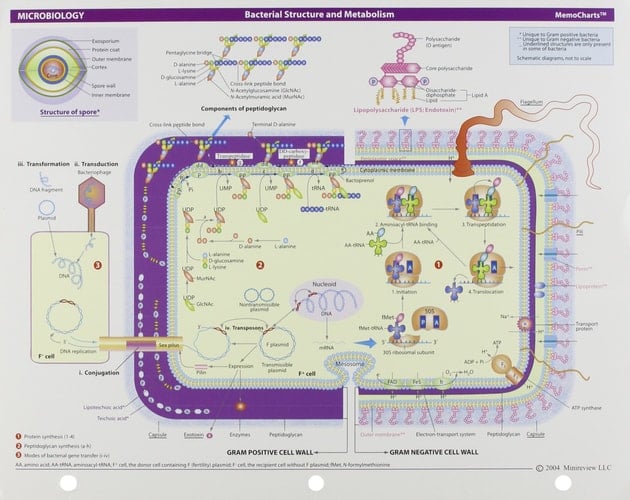 MemoCharts Microbiology Bacterial Structure and Metabolism (Review Charts)