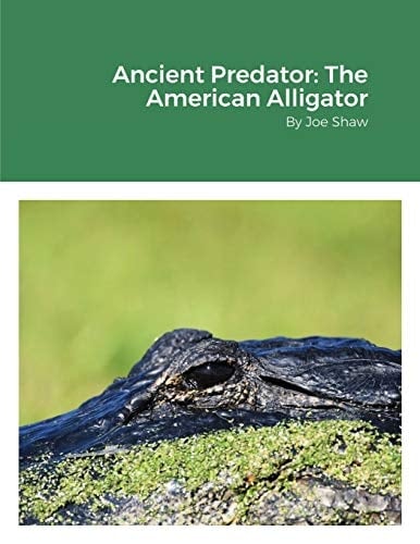 Ancient Predator The American Alligator