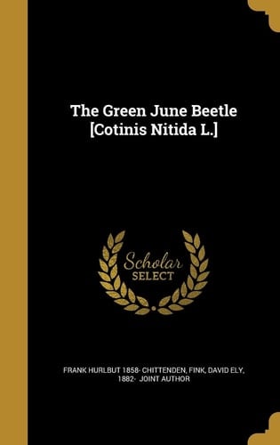 The Green June Beetle [Cotinis Nitida L. ]