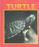 Caring for Your Turtle