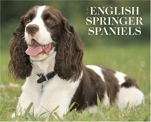 Just English Springer Spaniels 2008 Calendar