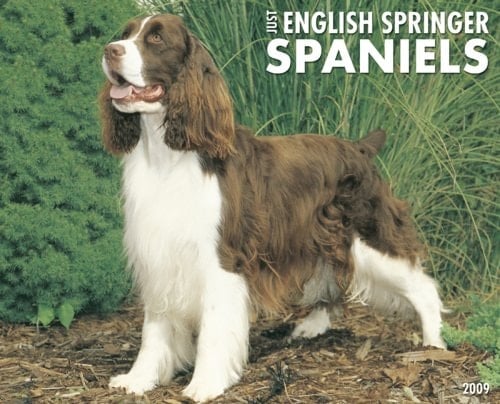 Just English Springer Spaniels 2009 Calendar