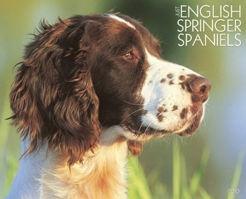 Just English Springer Spaniels 2010 Calendar
