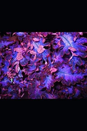 ROAD TRIP: The sociopath has left prison after 16 years