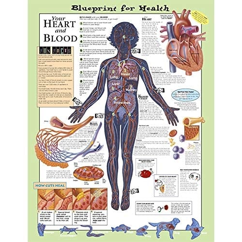 Blueprint for Health Your Heart and Blood Chart