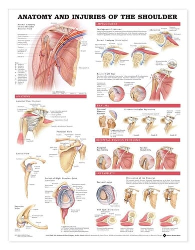 Anatomy and Injuries of the Shoulder Anatomical Chart