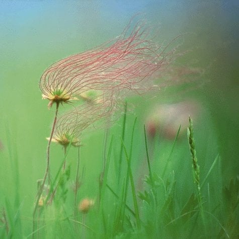 Images from the World of Jim Brandenburg: 16 Month : 2000 Calendar